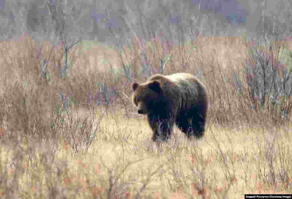 Wildlife Photos Siberia